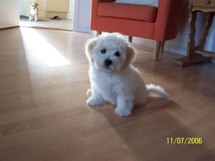 Bichon havanais Chico - Lille bamse billede 10