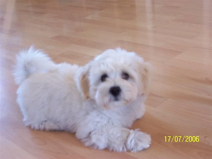 Bichon havanais Chico - også lille bamse billede 11