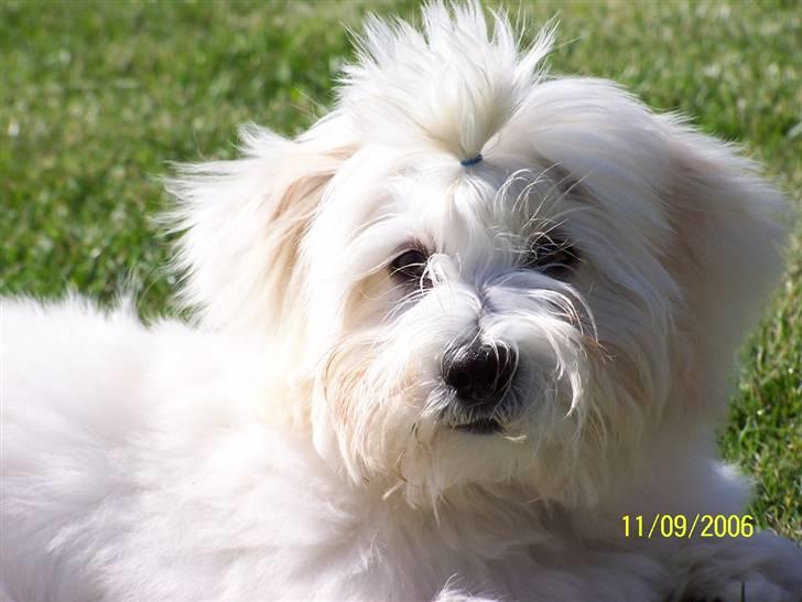 Bichon havanais Chico billede 12