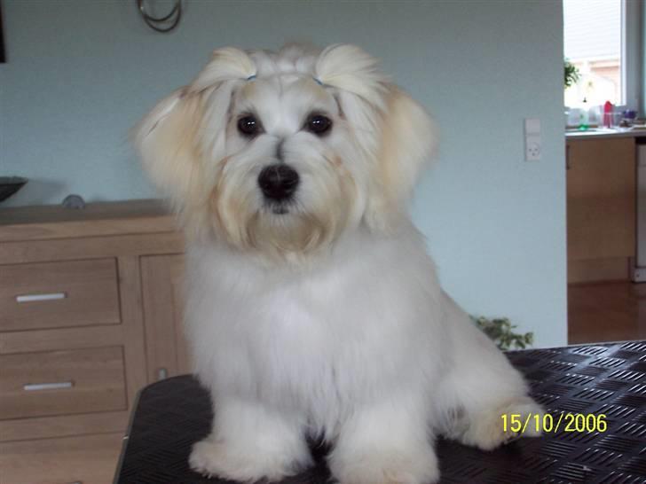 Bichon havanais Chico - Med "rottehaler" Øv jeg er da ikke nogen pige, hmm billede 13
