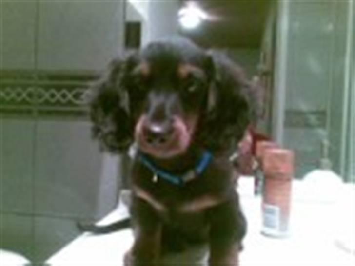 Dværggravhund Oscar billede 8