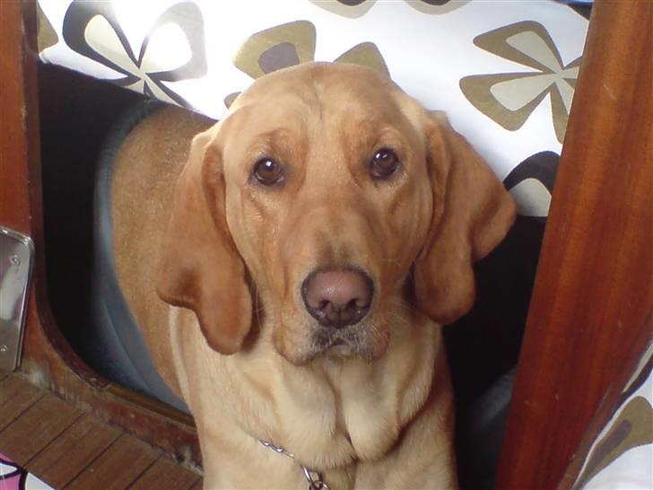 Blanding af racer Laika   (Bette mov) billede 1