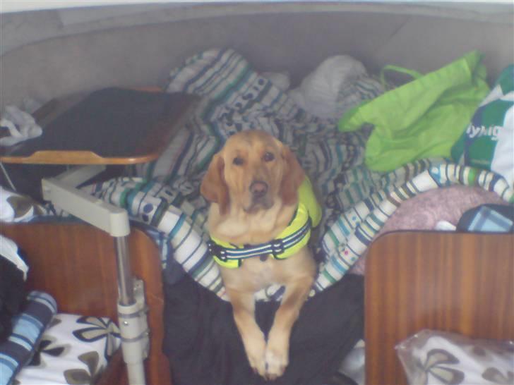 Blanding af racer Laika   (Bette mov) - Her er jeg blevet træt på sommerferien. Så er gået i seng for at vile mig. billede 2