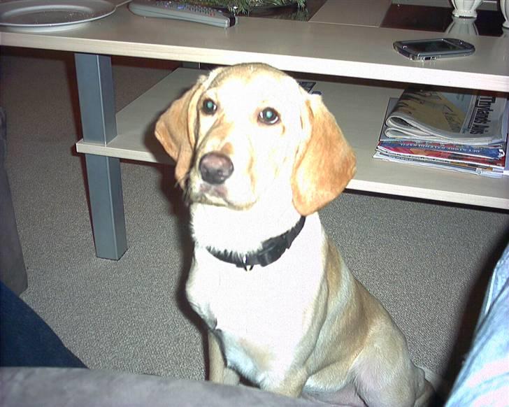 Blanding af racer Laika   (Bette mov) billede 3