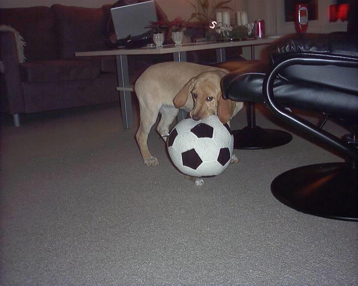 Blanding af racer Laika   (Bette mov) billede 4