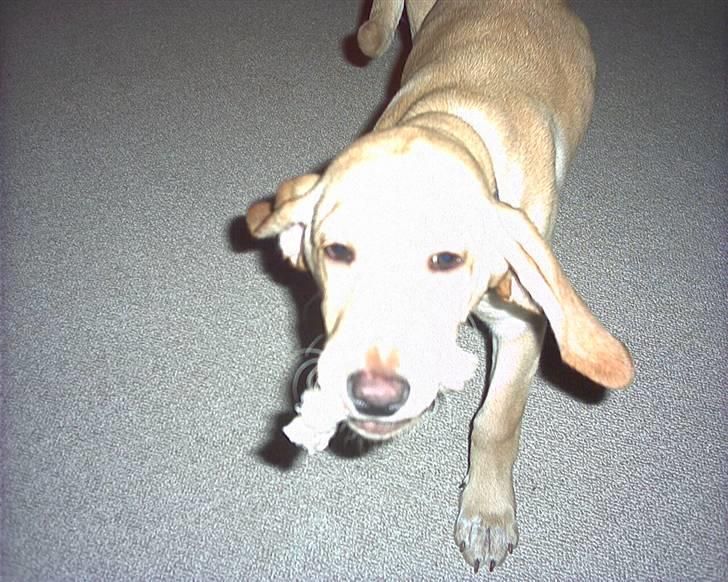 Blanding af racer Laika   (Bette mov) billede 5