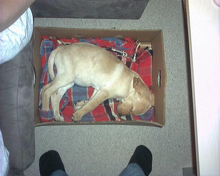 Blanding af racer Laika   (Bette mov) billede 6