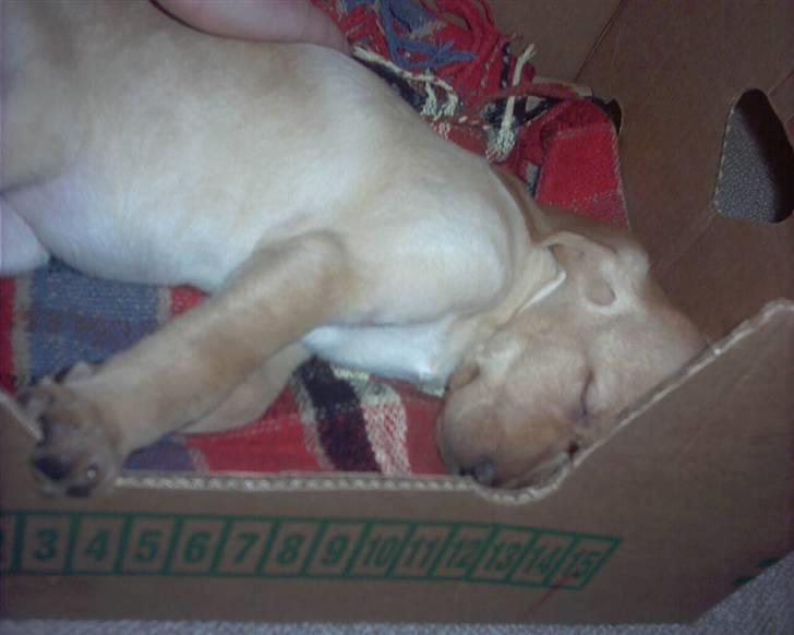 Blanding af racer Laika   (Bette mov) billede 7