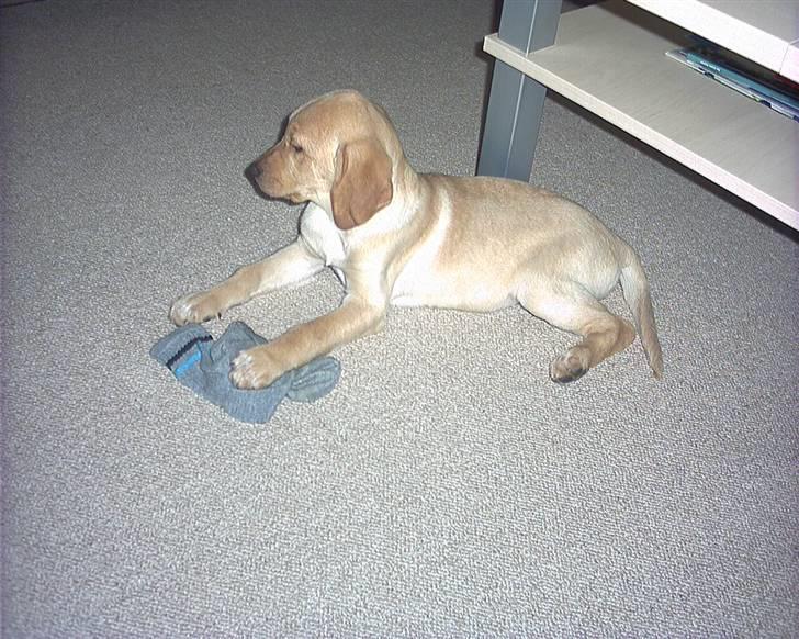 Blanding af racer Laika   (Bette mov) billede 8