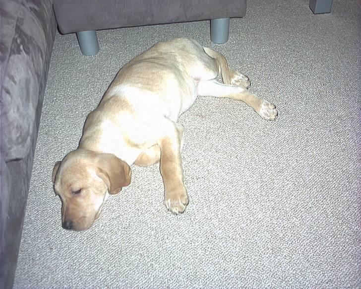 Blanding af racer Laika   (Bette mov) billede 9