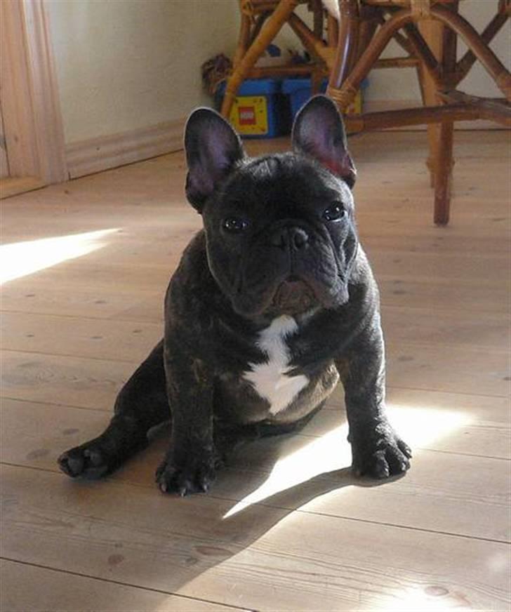 Fransk bulldog Chef D Òeuvre  ( Louis ) billede 20