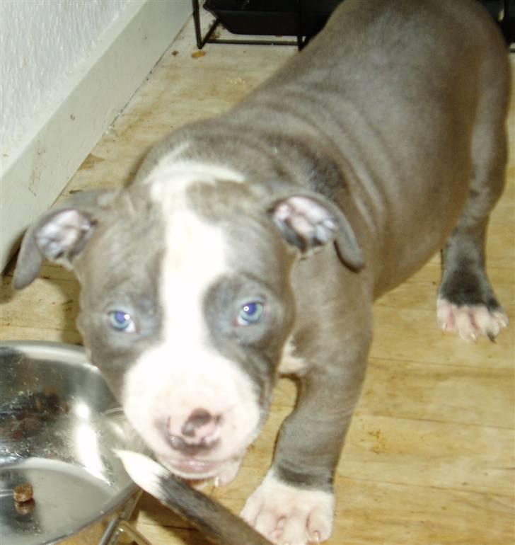 Amerikansk staffordshire terrier Tyson-biGGie - Spiser lige alle de rester som de andre kun ville smage på ;o) billede 3