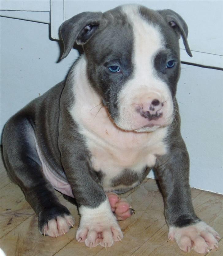 Amerikansk staffordshire terrier Tyson-biGGie - en lillefis* med stener på :o) billede 4