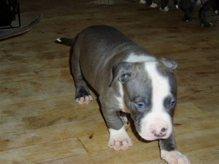 Amerikansk staffordshire terrier Tyson-biGGie - små skridt i en stor verden... verdens smukkeste rulle pølse var jeg billede 5