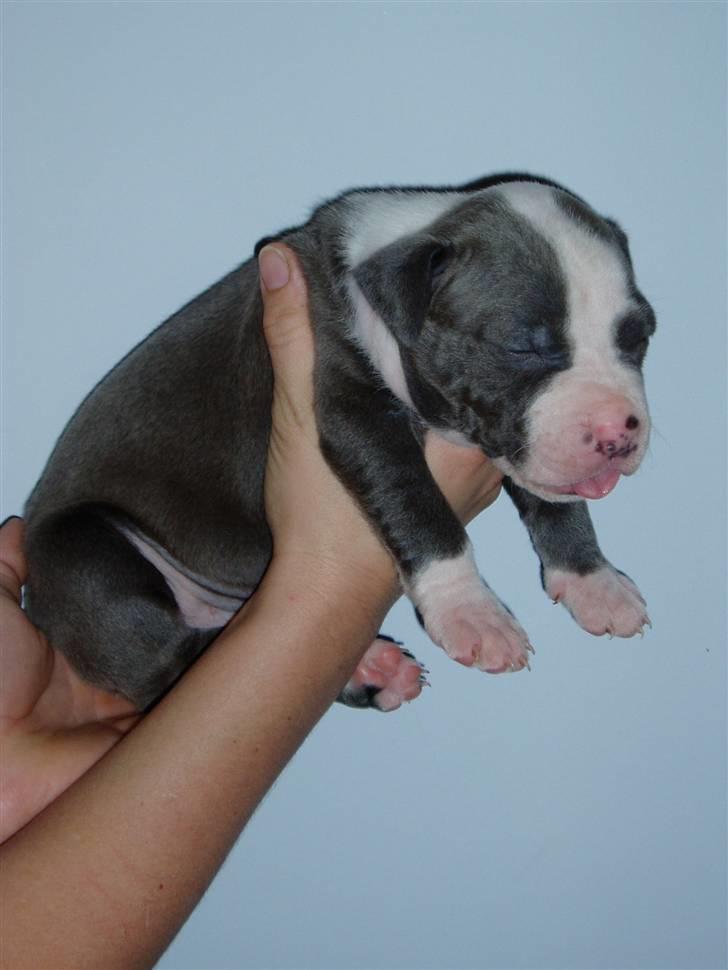 Amerikansk staffordshire terrier Tyson-biGGie - da jeg var meget ny... billede 6