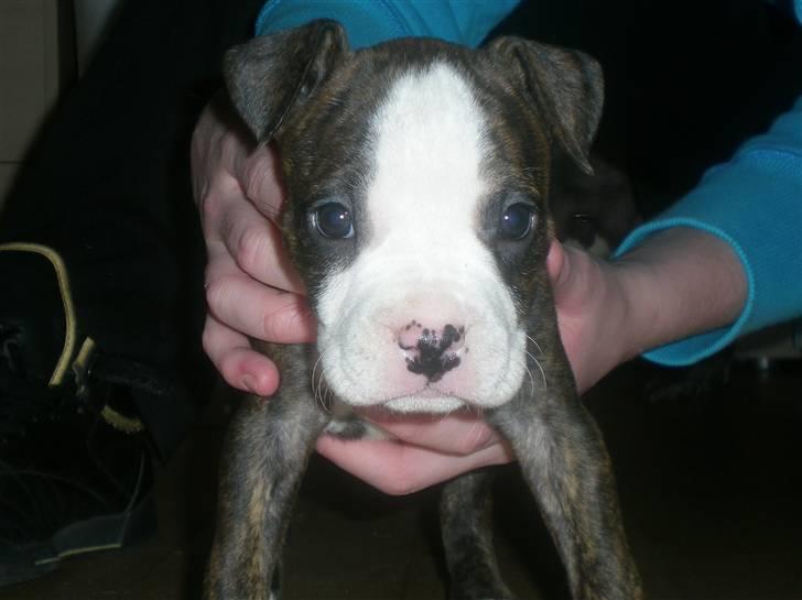 Amerikansk staffordshire terrier Düchezz billede 14