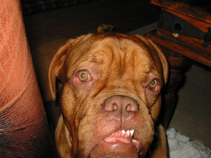 Dogue de bordeaux Onslow R.I.P - Hmm... Nu vi snakker bøvet... billede 13