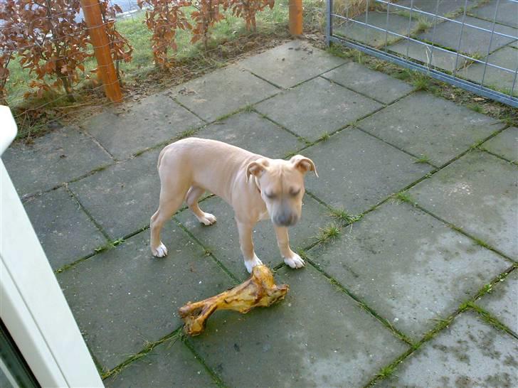 Amerikansk staffordshire terrier Mille billede 1