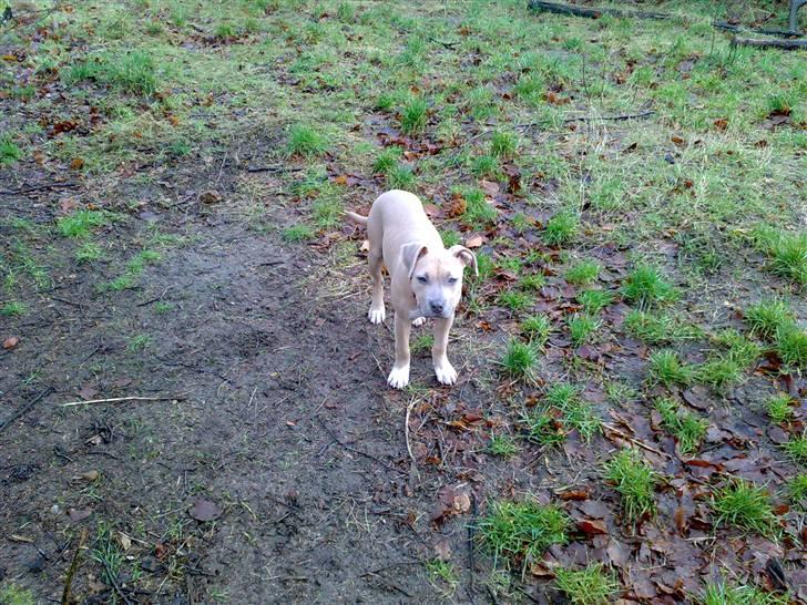 Amerikansk staffordshire terrier Mille billede 2