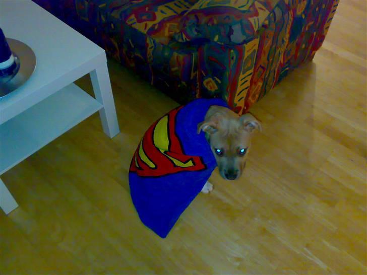 Amerikansk staffordshire terrier Mille billede 3