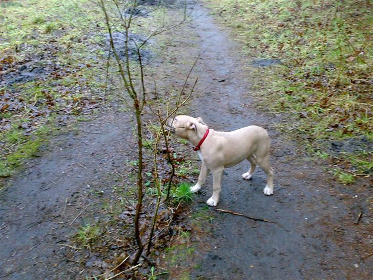 Amerikansk staffordshire terrier Mille billede 4