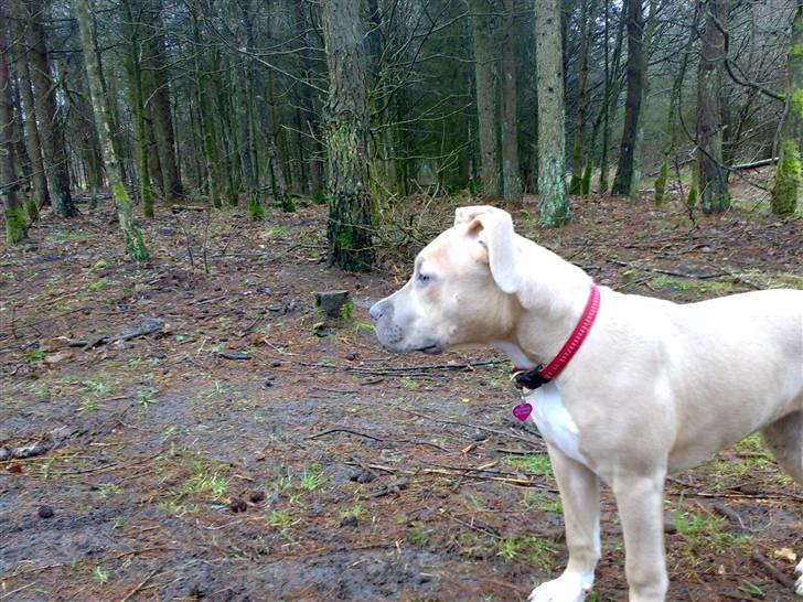 Amerikansk staffordshire terrier Mille billede 5