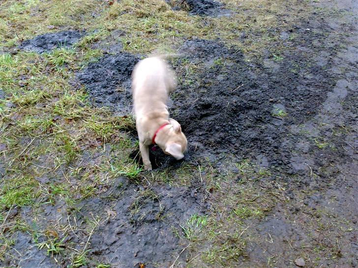 Amerikansk staffordshire terrier Mille billede 6