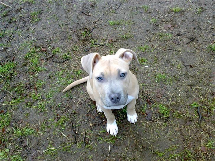 Amerikansk staffordshire terrier Mille billede 7