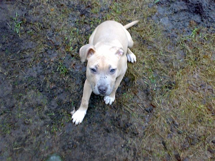 Amerikansk staffordshire terrier Mille billede 8