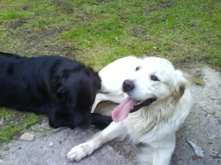 Blanding af racer retriver/newfoundlænder - her jeg sammen med min bedste ven bamse billede 16