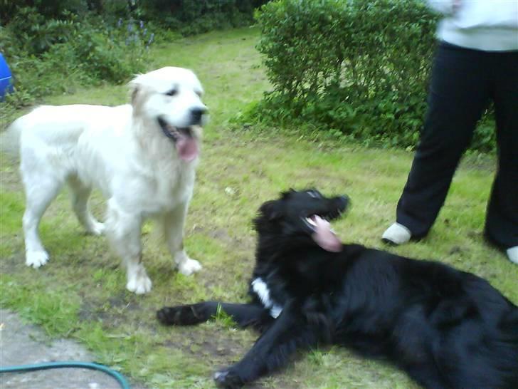 Blanding af racer retriver/newfoundlænder - det er hårdt at lege billede 18