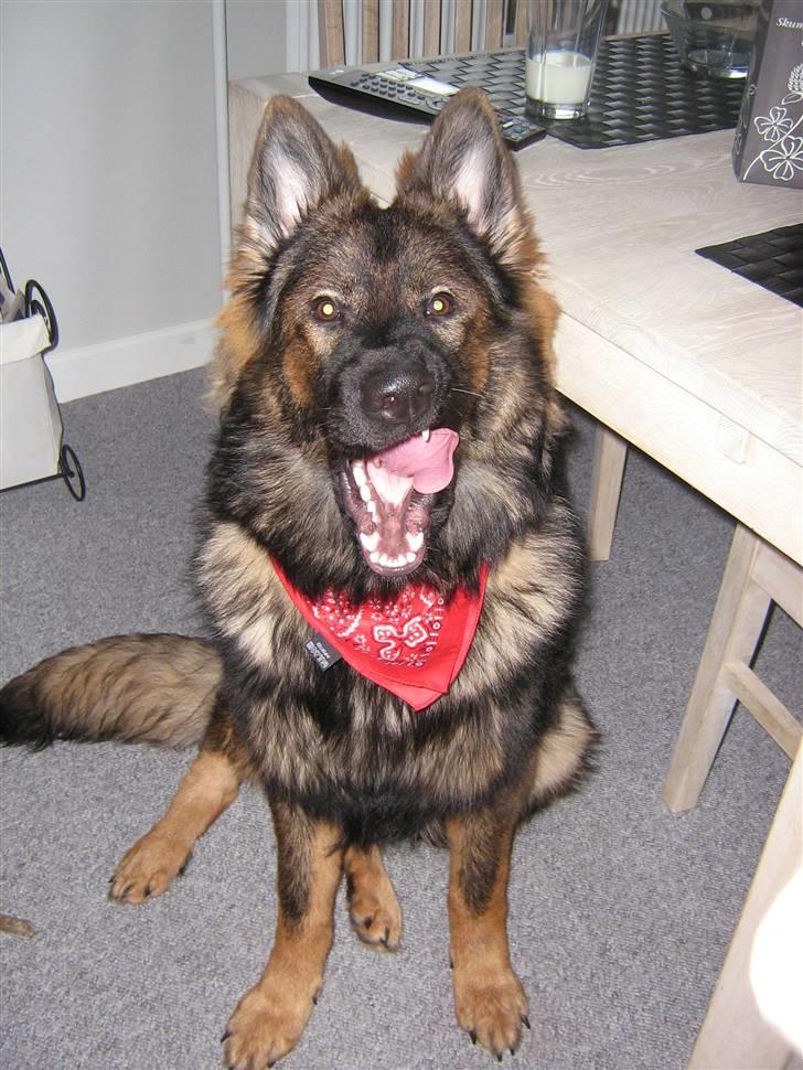 Schæferhund Bayogi´s Master - 31/1-08 billede 11