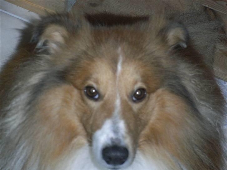 Shetland sheepdog charlie   billede 8