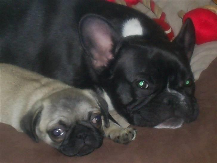 Mops Vera - Vera og Sofie billede 5