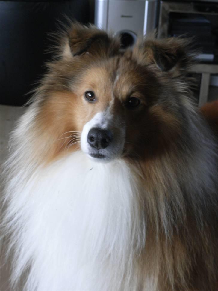 Shetland sheepdog charlie   billede 9