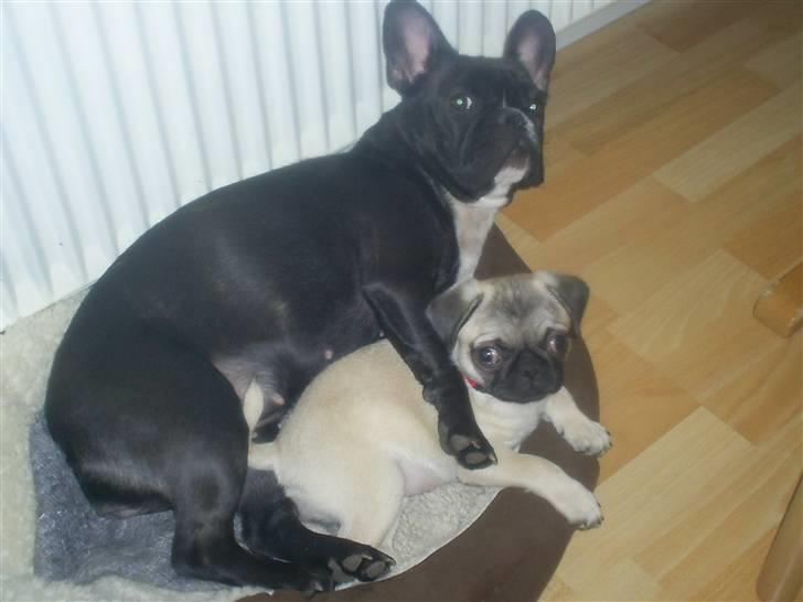 Mops Vera - Venner for livet!!!!! billede 6