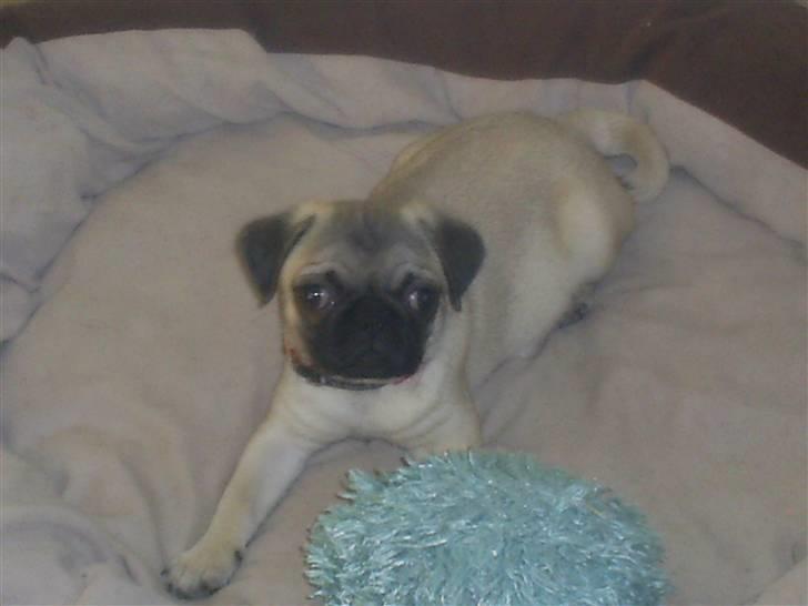 Mops Vera - Skal vi lege? billede 7