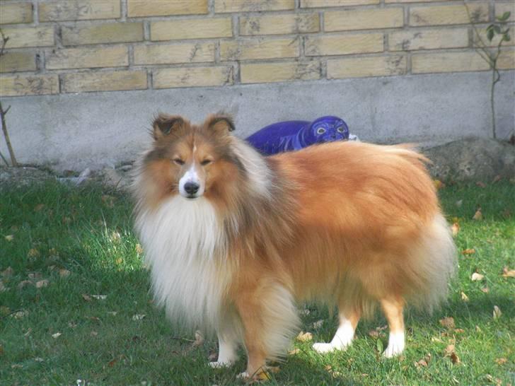 Shetland sheepdog charlie   billede 10