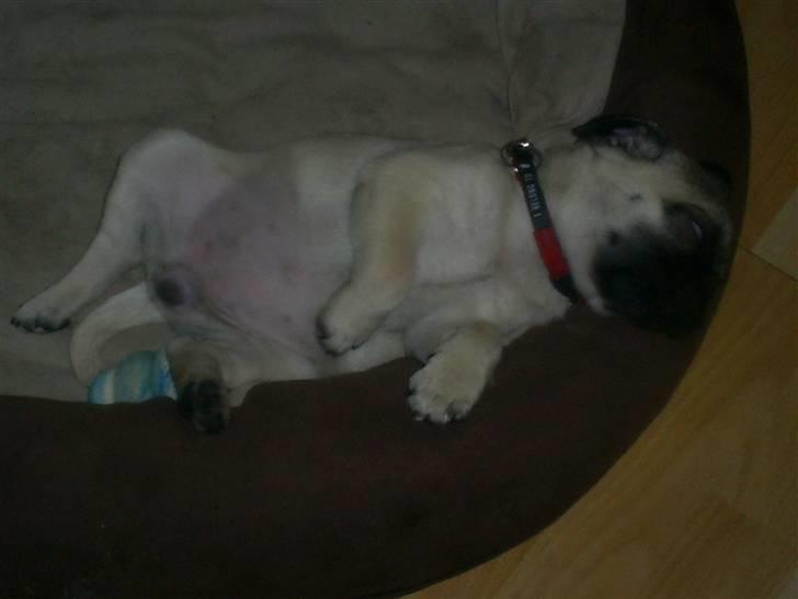 Mops Vera - Puha.... tar lige en "morfar". Træt efter catwalk!!!! billede 8