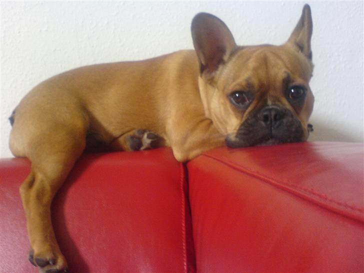 Fransk bulldog Melvin - Melvin flader på sofaen. :) billede 1