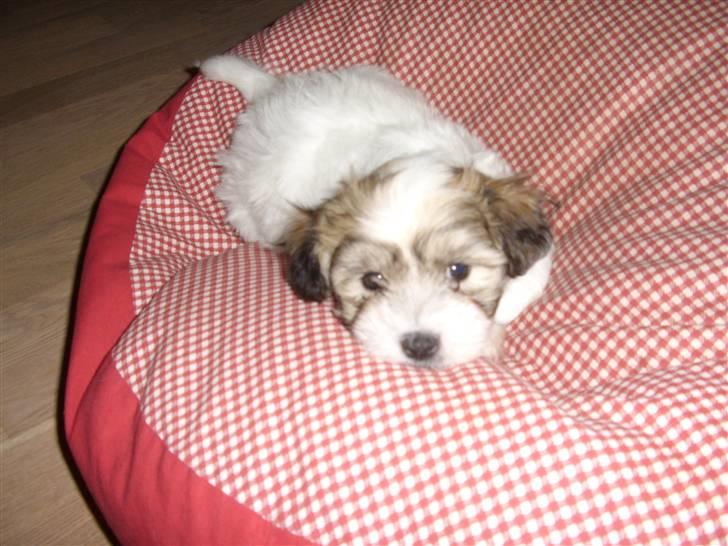 Coton de tulear balou - jeg slapper lige af i min sækpude. :) billede 1