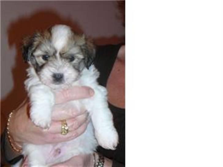 Coton de tulear balou billede 2