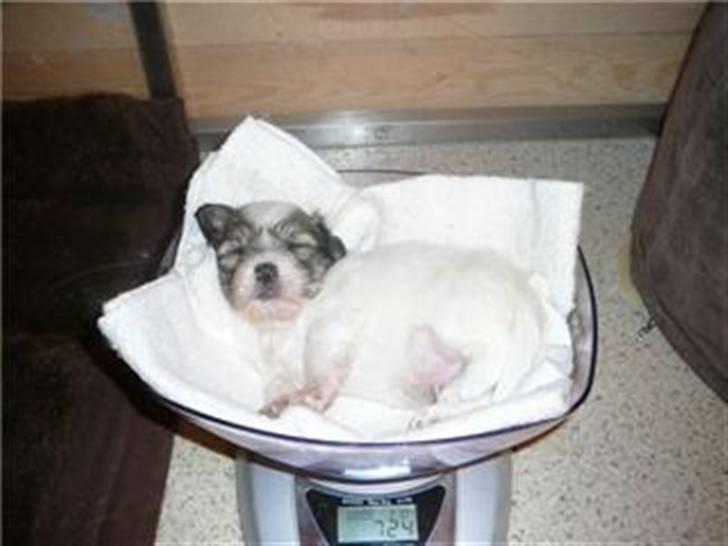 Coton de tulear balou - jeg var rigtig lille da jeg blev født... billede 3