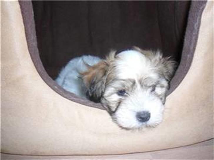 Coton de tulear balou billede 4