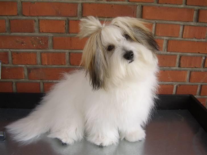 Coton de tulear balou billede 5