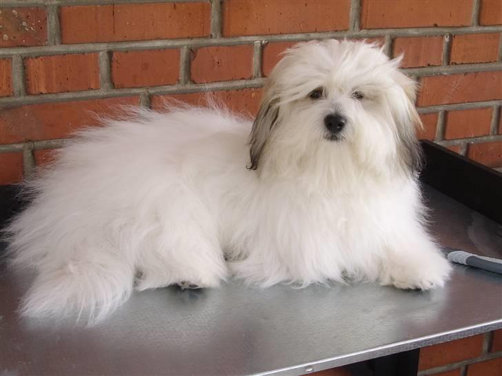 Coton de tulear balou billede 6