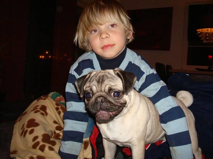 Mops Perle billede 16