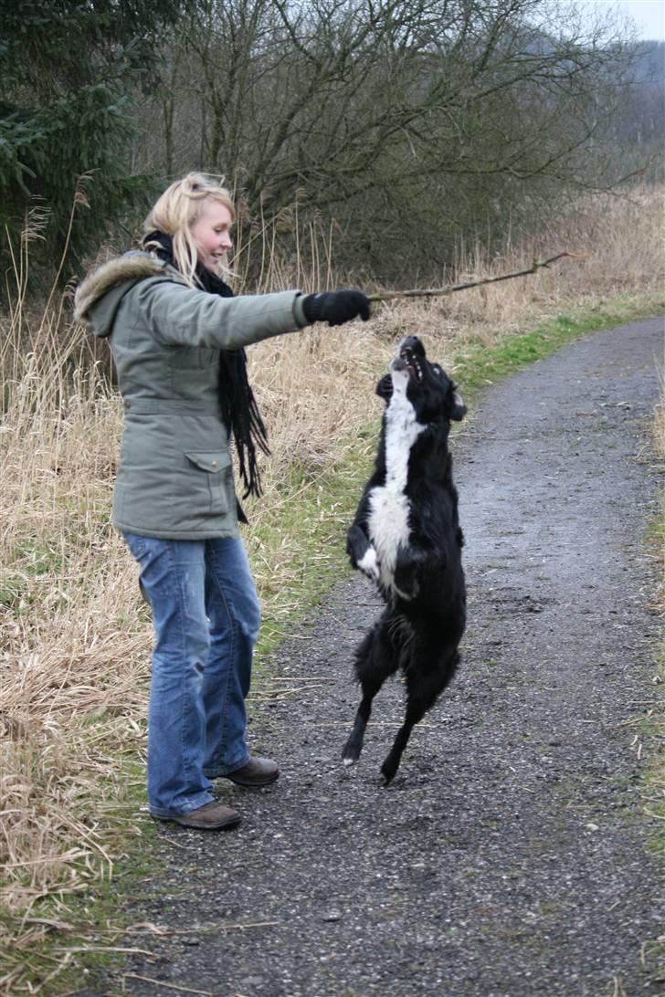 Blanding af racer Bailey - Højt kan jeg springe, så længe der er en pind billede 12