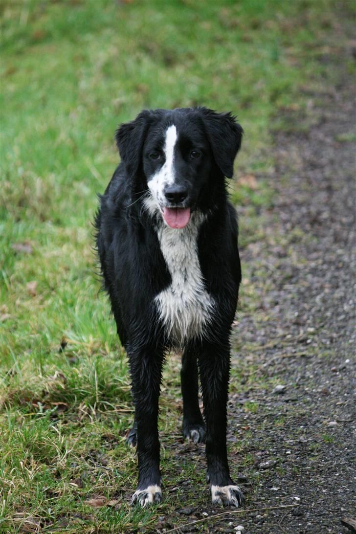 Blanding af racer Bailey - Se hvor flot jeg står. billede 13