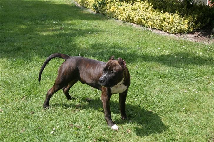 Amerikansk staffordshire terrier Cezar  billede 14